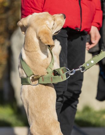 A beautiful adorable dog trying to play with child A beautiful adorable dog trying to play with child. High quality photo